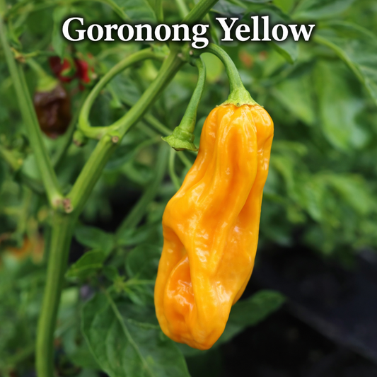Setzling Chili "Goronong"