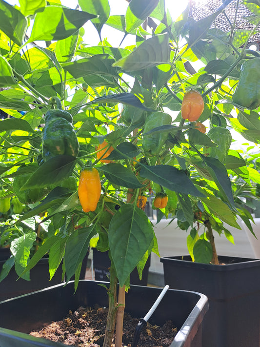 Chili "Devil`s Tongue Yellow"