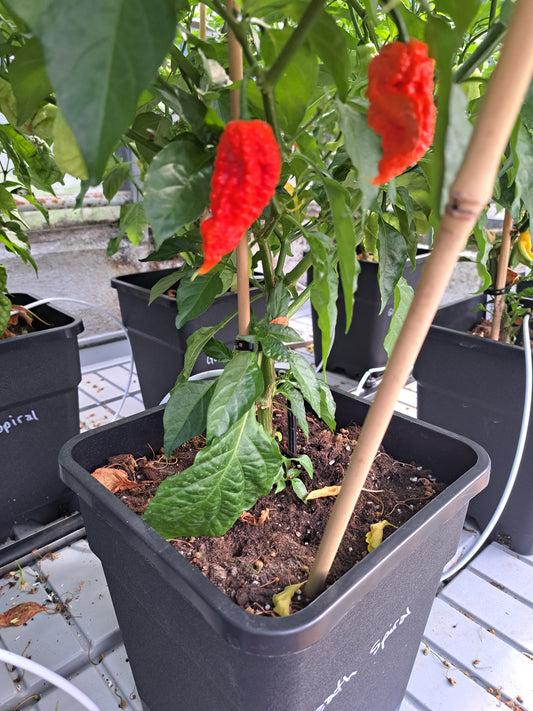 Chili "Death Spiral"