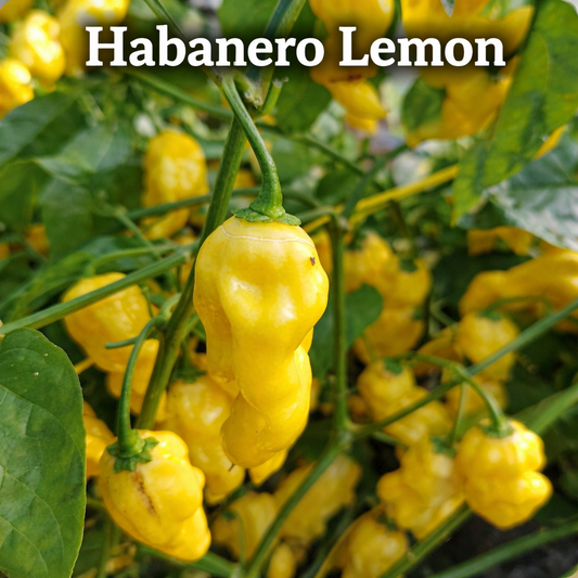 Setzling Chili "Habanero Lemon"
