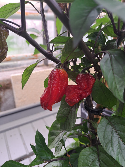Chili "Redgum Nagabrain Tiger"