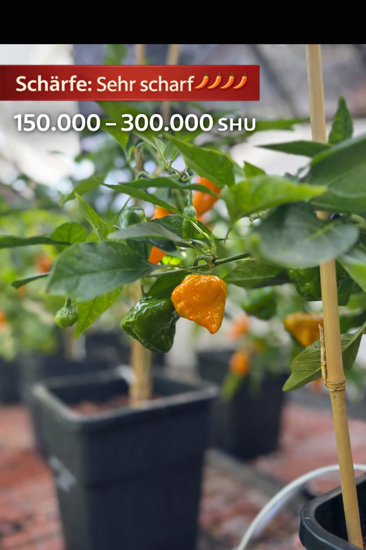 Chili "Big Jamaican Yellow"