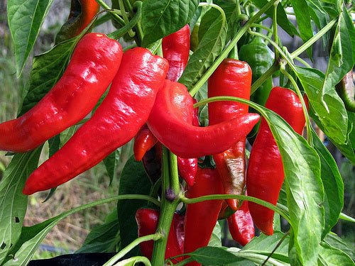 Setzling Chili "Georgia Flame"